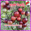 Picture of ATS100. Marbel Tomato / মার্বেল টমেটো