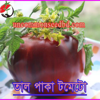 Picture of ATD490. তাল পাকা টমেটো #কুরিয়ার ফ্রি[Min Order 4(This Item Or Any)] ১০০/=অগ্রীম