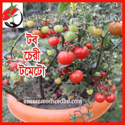 Picture of ATM950. টব চেরী টমেটো #কুরিয়ার ফ্রি[Min Order 4(This Item Or Any)] ১০০/=অগ্রীম