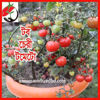 Picture of ATM950. Tub Cherry Tomato / টব চেরী টমেটো