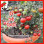 Picture of ATM950. Tub Cherry Tomato / টব চেরী টমেটো