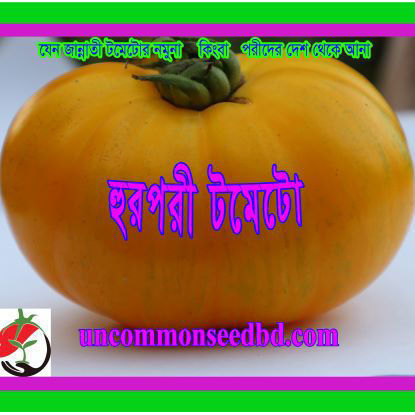 Picture of ATD033. হুর-পরী টমেটো #কুরিয়ার ফ্রি[Min Order 4(This Item Or Any)] ১০০/=অগ্রীম