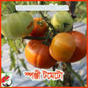Picture of ATD495. Spongy Tomato / স্পঞ্জী টমেটো