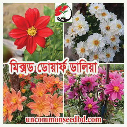 Picture of FDH404. মিক্সড ডোয়ার্ফ ডালিয়া #কুরিয়ার ফ্রি[Min Order 4(This Item Or Any)] ১০০/=অগ্রীম
