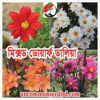 Picture of FDH404. Mixed Dwarf Dahlia / মিক্সড ডোয়ার্ফ ডালিয়া