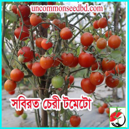 Picture of ATM570. সবিরত চেরী টমেটো #কুরিয়ার ফ্রি[Min Order 4(This Item Or Any)] ১০০/=অগ্রীম