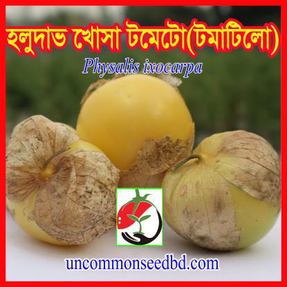 Picture of ATL109. হলুদাভ খোসা টমেটো #কুরিয়ার ফ্রি[Min Order 4(This Item Or Any)] ১০০/=অগ্রীম