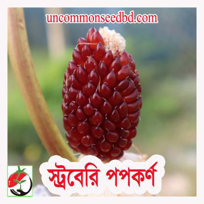 Picture of CNP900. Strawberry Popcorn / স্ট্রবেরি পপকর্ণ