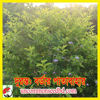 Picture of FCT100. দুরন্ত: বর্ডার পাতাবাহার #কুরিয়ার ফ্রি[Min Order 4(This Item Or Any)] ১০০/=অগ্রীম