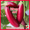 Picture of EPR200. Pinky Red Brinjal / পিঙ্কি লাল বেগুন