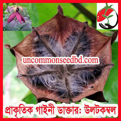 Picture of HB020. প্রাকৃতিক গাইনী ডাক্তার: উলটকম্বল (100)/Devil's Cotton