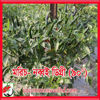 Picture of PPH090. মরিচ-নব্বই ডিগ্রী #কুরিয়ার ফ্রি[Min Order 4(This Item Or Any)] ১০০/=অগ্রীম
