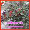 Picture of PPH408. Beguni Barud Chilli / বেগুণী বারুদ মরিচ