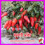 Picture of PPH201. Bonsai Chilli / বনসাই মরিচ