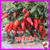 Picture of PPH201.বনসাই মরিচ #কুরিয়ার ফ্রি[Min Order 4(This Item Or Any)] ১০০/=অগ্রীম