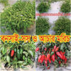 Picture of PPH201.বনসাই মরিচ #কুরিয়ার ফ্রি[Min Order 4(This Item Or Any)] ১০০/=অগ্রীম