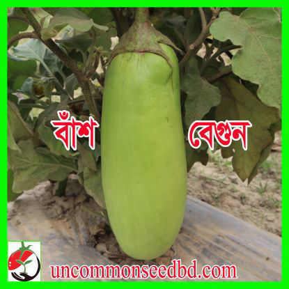 Picture of EG512. বাঁশ বেগুন #কুরিয়ার ফ্রি[Min Order 4(This Item Or Any)] ১০০/=অগ্রীম
