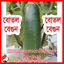 Picture of EGL511.  Bottle Brinjal / বোতল বেগুন