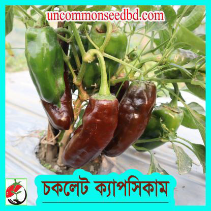 Picture of PPS807. চকলেট ক্যাপসিকাম #কুরিয়ার ফ্রি[Min Order 4(This Item Or Any)] ১০০/=অগ্রীম
