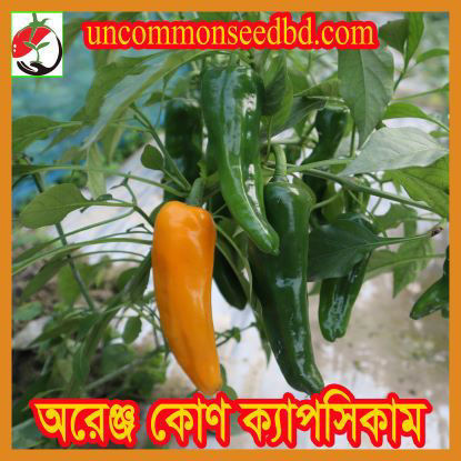 Picture of PPS845. অরেঞ্জ কোণ ক্যাপসিকাম #কুরিয়ার ফ্রি[Min Order 4(This Item Or Any)] ১০০/=অগ্রীম
