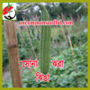 Picture of RGS001. Sona Jhwra Ridge Gourd / সোনা ঝরা ঝিঙা
