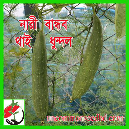 Picture of SGL812. নারী বান্ধব থাই ধুন্দল #কুরিয়ার ফ্রি[Min Order 4(This Item Or Any)] ১০০/=অগ্রীম