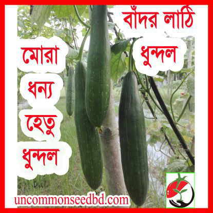 Picture of SGD789. বাঁদর লাঠি ধুন্দল #কুরিয়ার ফ্রি[Min Order 4(This Item Or Any)] ১০০/=অগ্রীম