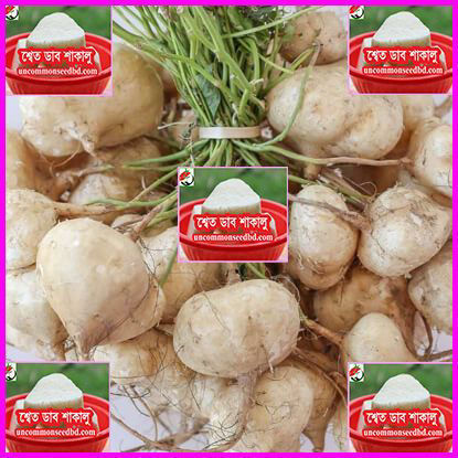Picture of UYB088. শ্বেত ডাব শাকালু #কুরিয়ার ফ্রি[Min Order 4(This Item Or Any)] ১০০/=অগ্রীম