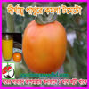 Picture of ATO830. (Dirghywoo Pathure) Orange Tomato / দীর্ঘায়ু পাথুরে কমলা টমেটো