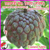 Picture of FRT008. বেহেশতী ফল-মেওয়া বা শরিফা #কুরিয়ার ফ্রি[Min Order 4(This Item Or Any)] ১০০/=অগ্রীম