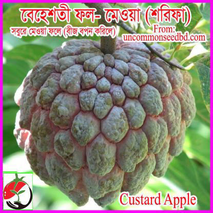 Picture of FRT008. বেহেশতী ফল-মেওয়া বা শরিফা #কুরিয়ার ফ্রি[Min Order 4(This Item Or Any)] ১০০/=অগ্রীম