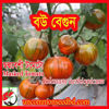 Picture of EGR020. Bou Brinjal / বউ বেগুন