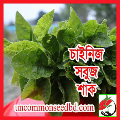 Picture of LAG306. চাইনিজ সবুজ শাক #কুরিয়ার ফ্রি[Min Order 4(This Item Or Any)] ১০০/=অগ্রীম