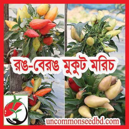 Picture of PPH406. রঙ-বেরঙ মুকুট মরিচ #কুরিয়ার ফ্রি[Min Order 4(This Item Or Any)] ১০০/=অগ্রীম