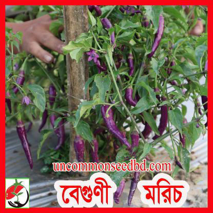 Picture of PPH405. বেগুণী মরিচ #কুরিয়ার ফ্রি[Min Order 4(This Item Or Any)] ১০০/=অগ্রীম