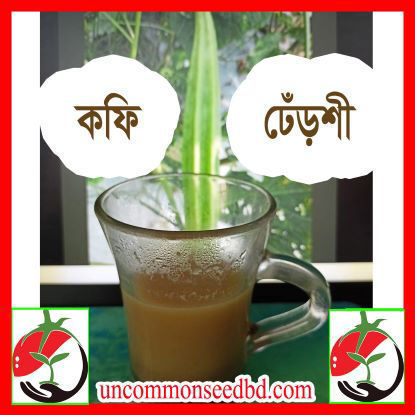 Picture of OKC016. কফি ঢেঁড়শী #কুরিয়ার ফ্রি[Min Order 4(This Item Or Any)] ১০০/=অগ্রীম