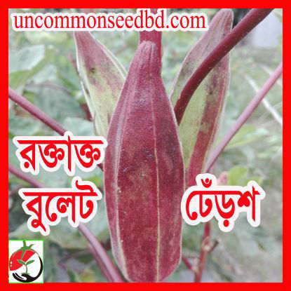 Picture of OKR112. রক্তাক্ত বুলেট  ঢেঁড়শ #কুরিয়ার ফ্রি[Min Order 4(This Item Or Any)] ১০০/=অগ্রীম