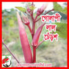 Picture of OKP109. Pinky Red Okra / গোলাপী লাল ঢেঁড়শ