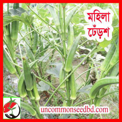 Picture of OKM509. মহিলা ঢেঁড়শ #কুরিয়ার ফ্রি[Min Order 4(This Item Or Any)] ১০০/=অগ্রীম