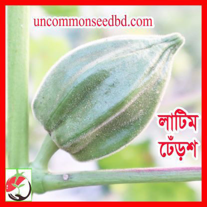 Picture of OKT600. লাটিম ঢেঁড়শ #কুরিয়ার ফ্রি[Min Order 4(This Item Or Any)] ১০০/=অগ্রীম