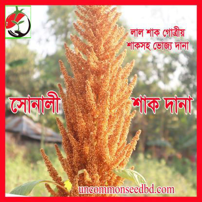 Picture of LAG317. শাক-সোনালী  দানা #কুরিয়ার ফ্রি[Min Order 4(This Item Or Any)] ১০০/=অগ্রীম