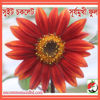 Picture of FSF201. সুইট চকলেট সূর্যমুখী ফুল #কুরিয়ার ফ্রি[Min Order 4(This Item Or Any)] ১০০/=অগ্রীম