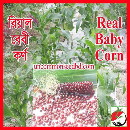 Picture of CN001. রিয়াল বেবী কর্ণ (20)/Real Baby Corn