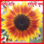 Picture of FSF220. Ring Light (Boloy Bati) Sunflower / বলয় বাতি সূর্যমুখী ফুল