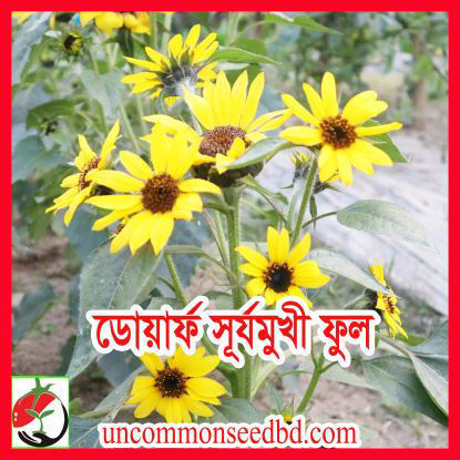 Picture of FSF001. ডোয়ার্ফ সূর্যমুখী ফুল #কুরিয়ার ফ্রি[Min Order 4(This Item Or Any)] ১০০/=অগ্রীম