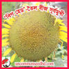 Picture of FSF900. বিগ হেড-তৈল বীজ সূর্যমুখী ফুল / Big Head-Oily Sunflower