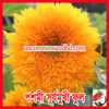 Picture of FSF500. পশমী সূর্যমুখী ফুল #কুরিয়ার ফ্রি[Min Order 4(This Item Or Any)] ১০০/=অগ্রীম