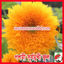 Picture of FSF500. (Poshmi) Woolen Sunflower / পশমী সূর্যমুখী ফুল
