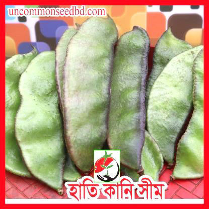 Picture of BNH555. হাতি কানি সীম #কুরিয়ার ফ্রি[Min Order 4(This Item Or Any)] ১০০/=অগ্রীম