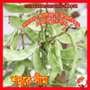 Picture of BNS011. শহুরে সীম #কুরিয়ার ফ্রি[Min Order 4(This Item Or Any)] ১০০/=অগ্রীম